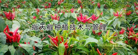 种豌豆尖赚钱吗_致富经豌豆尖尖种植_种豌豆尖技术