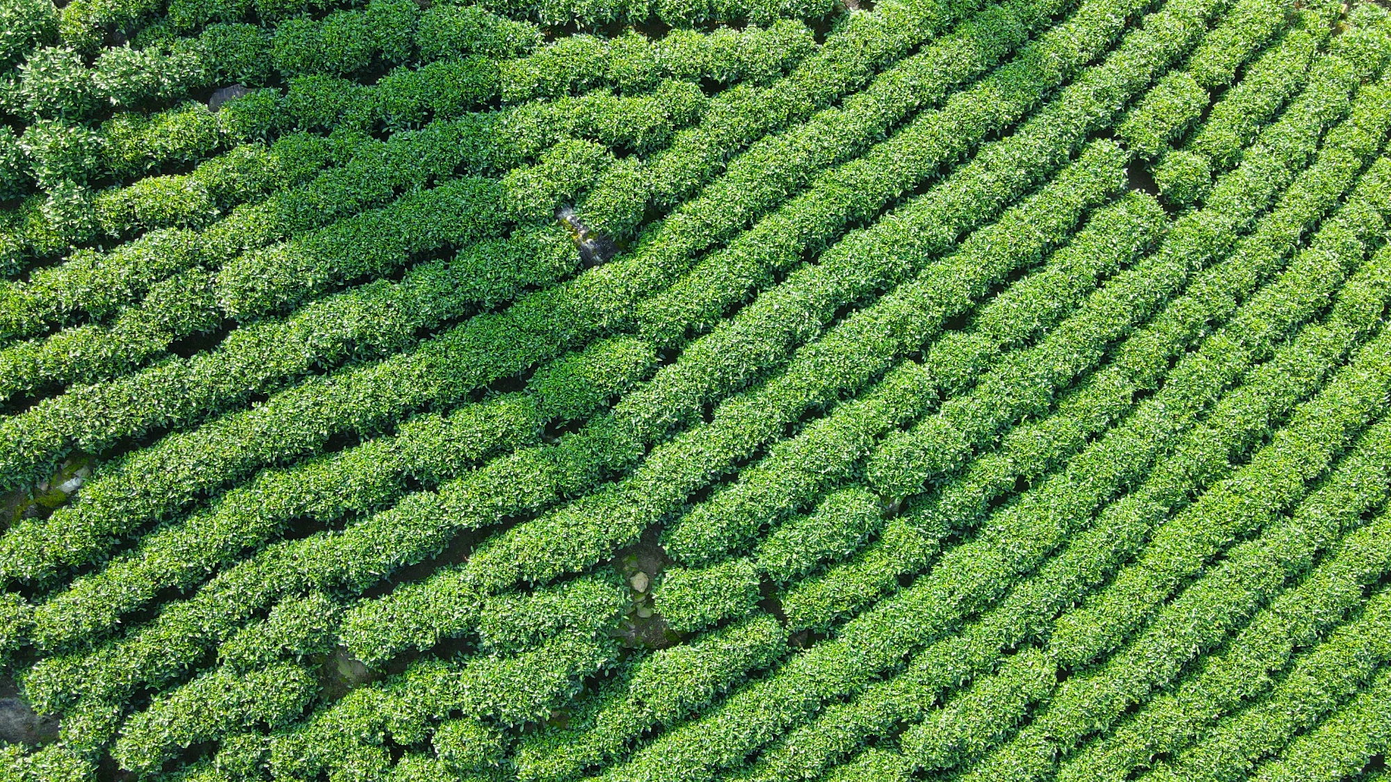 家庭种植茶叶致富_种植茶叶赚钱吗_致富茶叶种植家庭视频