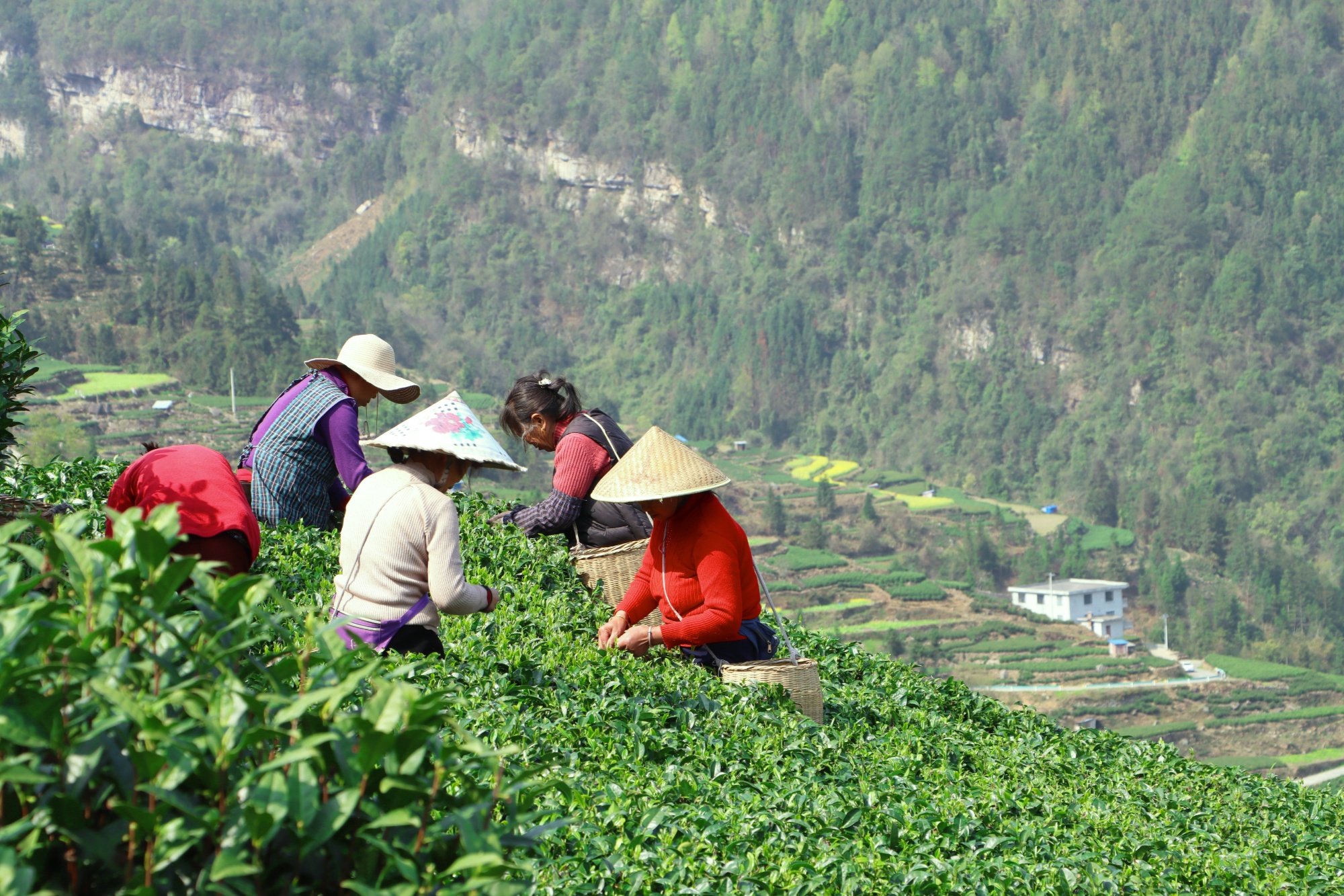 家庭种植茶叶致富_致富茶叶种植家庭视频_种植茶叶赚钱吗