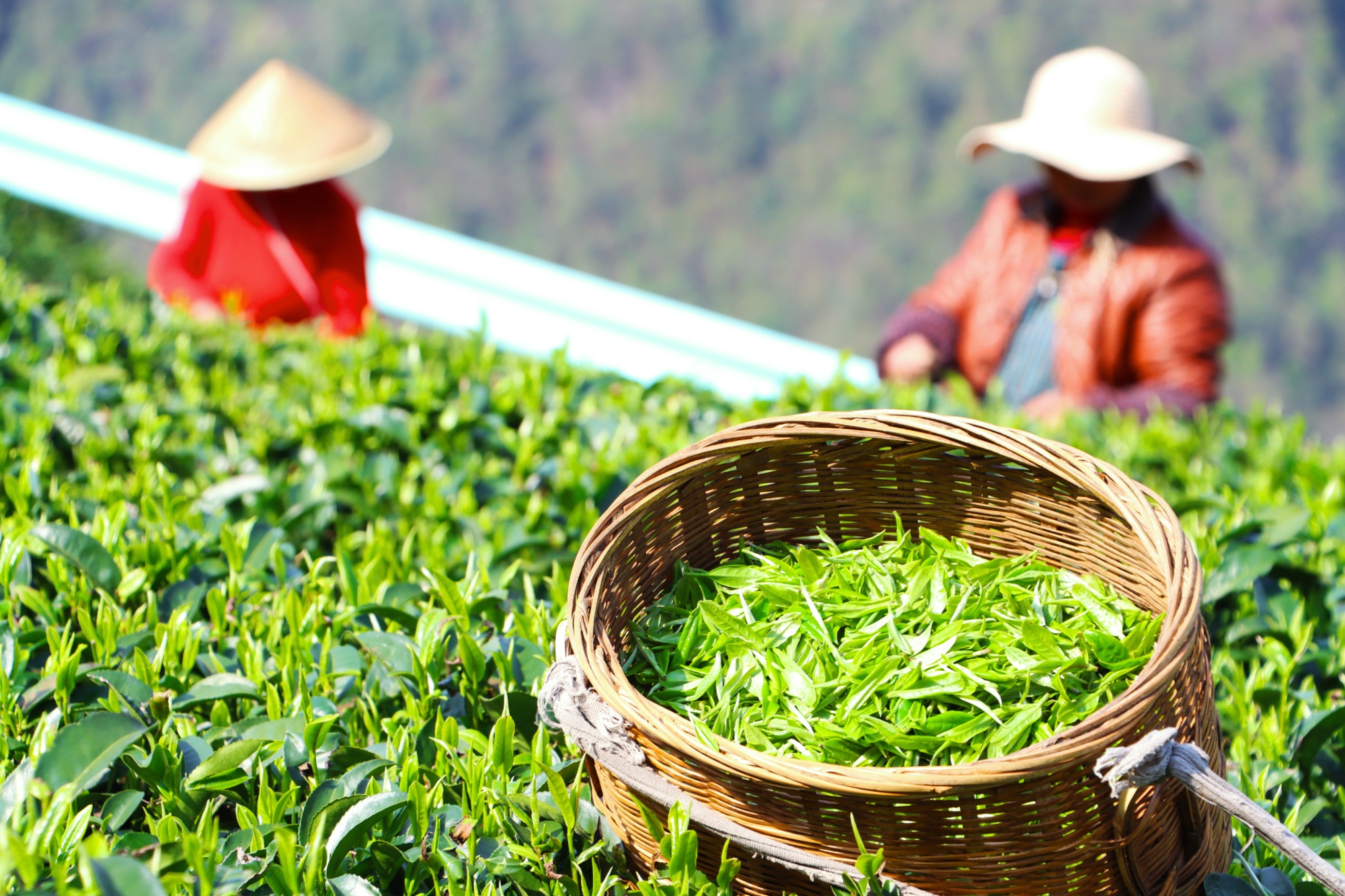 种植茶叶赚钱吗_致富茶叶种植家庭视频_家庭种植茶叶致富