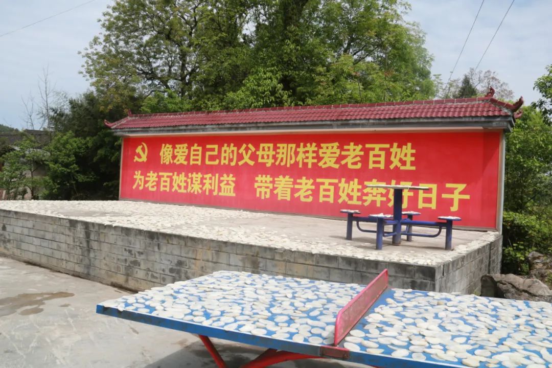芙蓉菜的功效_菜芙蓉致富经_什么是芙蓉菜