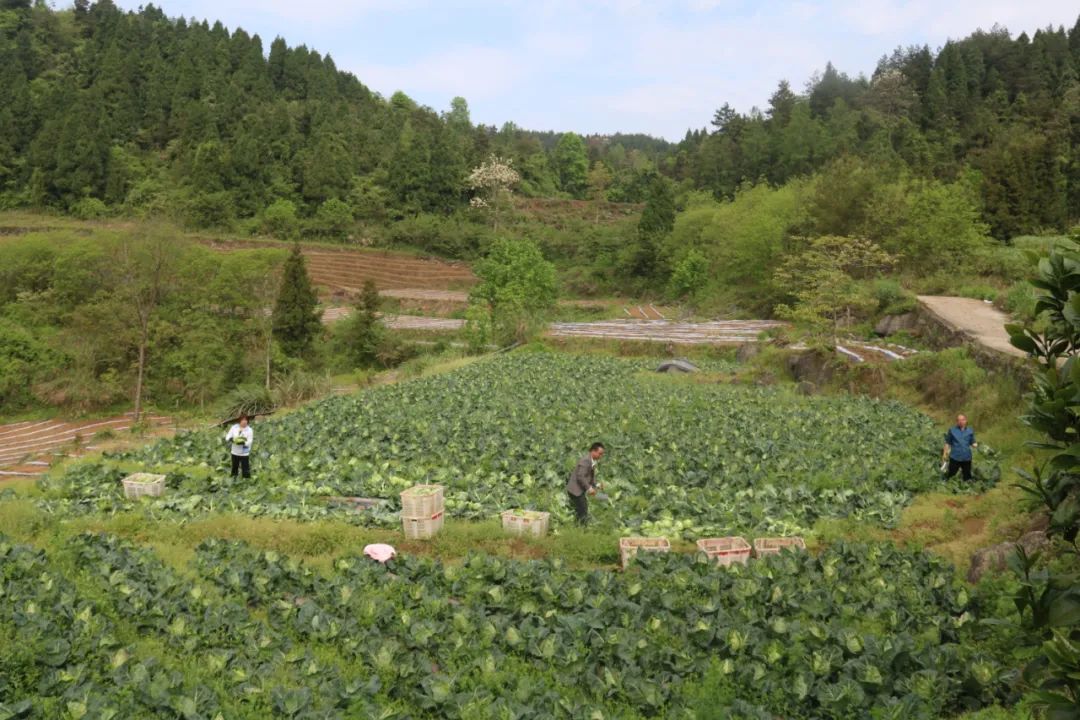 什么是芙蓉菜_菜芙蓉致富经_芙蓉菜的功效