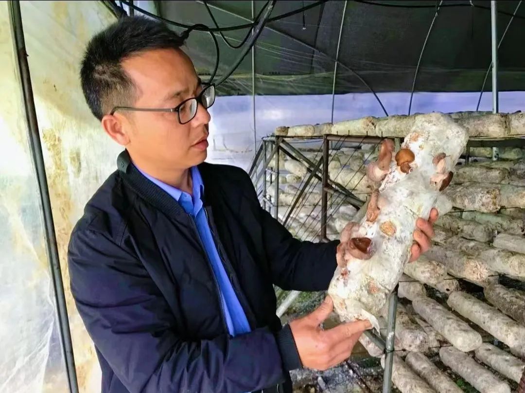 什么是芙蓉菜_菜芙蓉致富经_芙蓉菜的功效