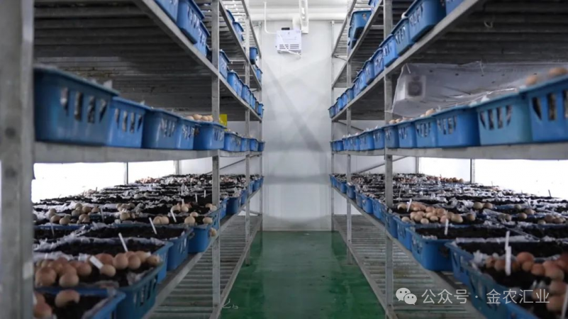 养竹荪怎么样_养殖教程竹荪技术图片_竹荪养殖技术教程