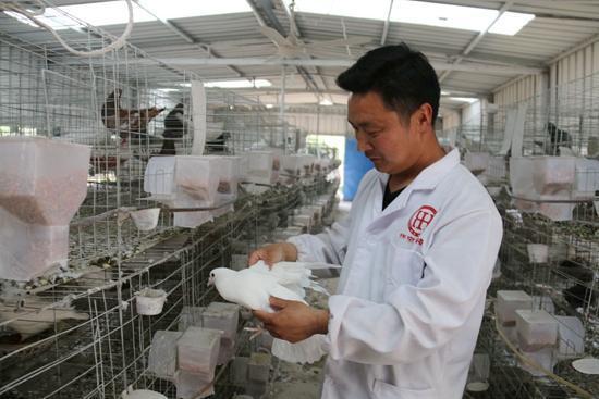 南召县贫困户闻庆松：养鸽子致富 当上扶贫专干