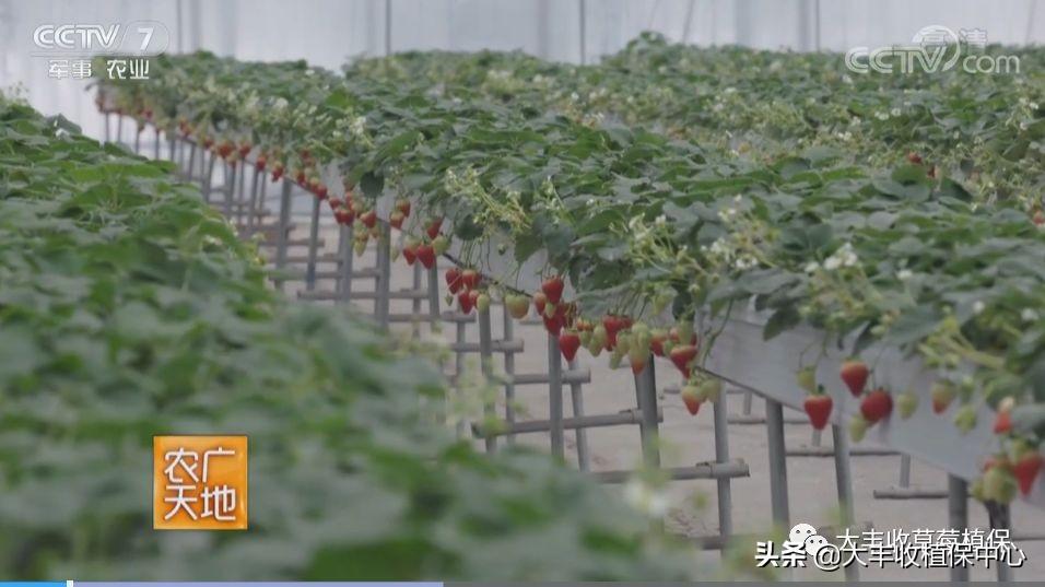农广天地草莓种植全部视频_农广天地草莓种植技术视频_农广天地草莓育苗视频