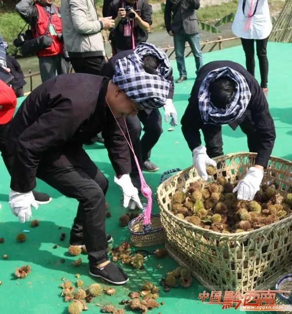 农村山地种植板栗有补贴吗_山地种植板栗致富_致富山地种植板栗视频