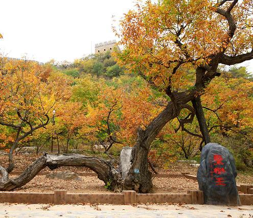 荒山种板栗_山地种植板栗致富_农村山地种植板栗有补贴吗
