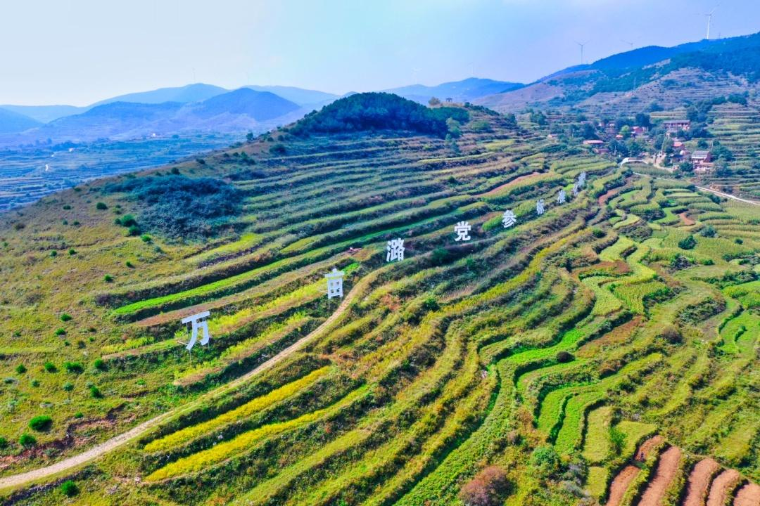 荒山种板栗_农村山地种植板栗有补贴吗_山地种植板栗致富