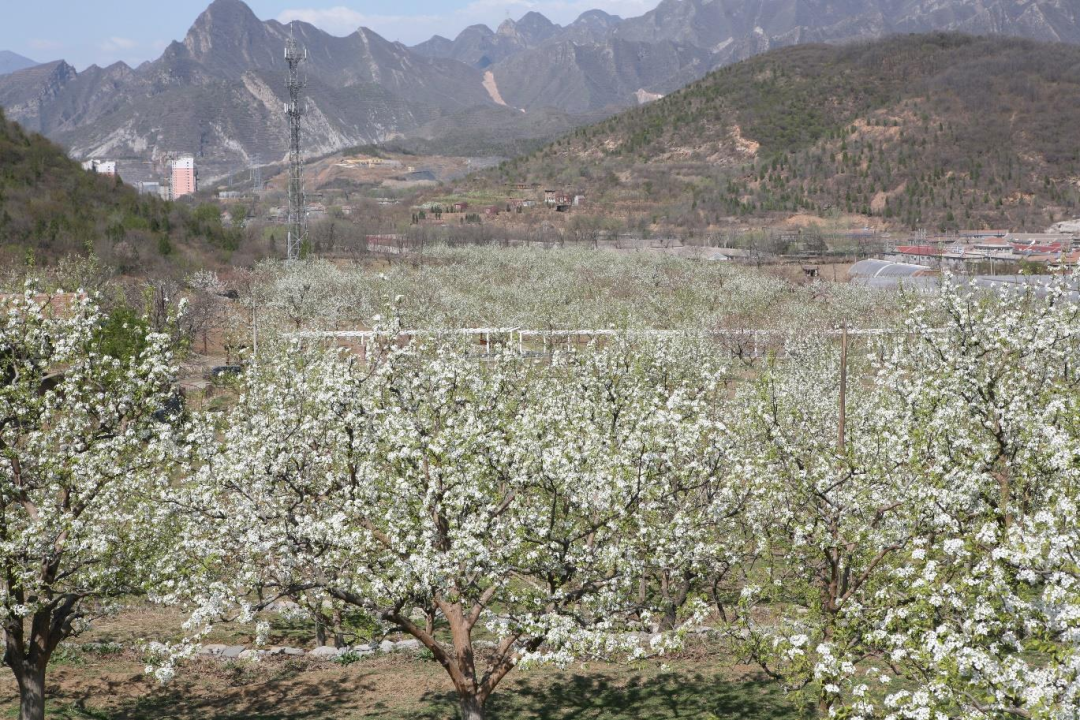 山地种植板栗致富_农村山地种植板栗有补贴吗_荒山种板栗