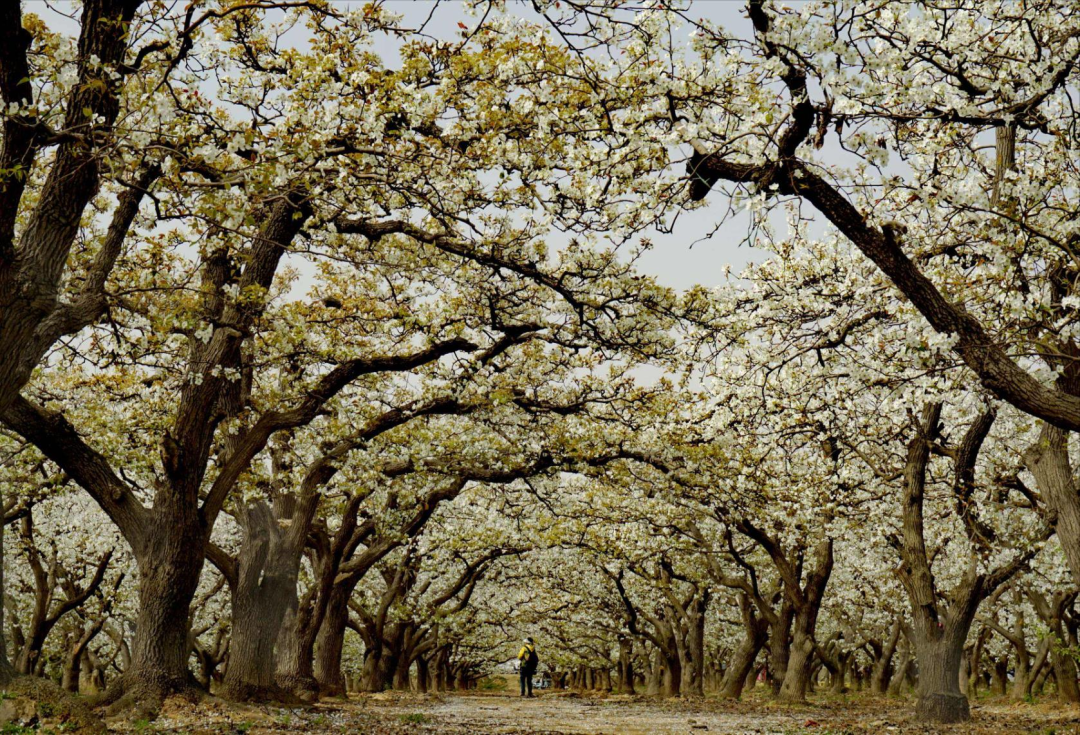 荒山种板栗_农村山地种植板栗有补贴吗_山地种植板栗致富