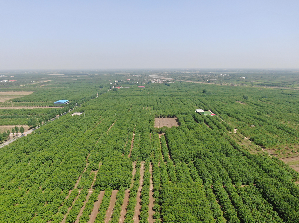 荒山种板栗_农村山地种植板栗有补贴吗_山地种植板栗致富