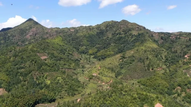 见证龙川乡村振兴义都镇桂林村：家家有茶园户户有作坊，千年“茶乡”焕发新活力