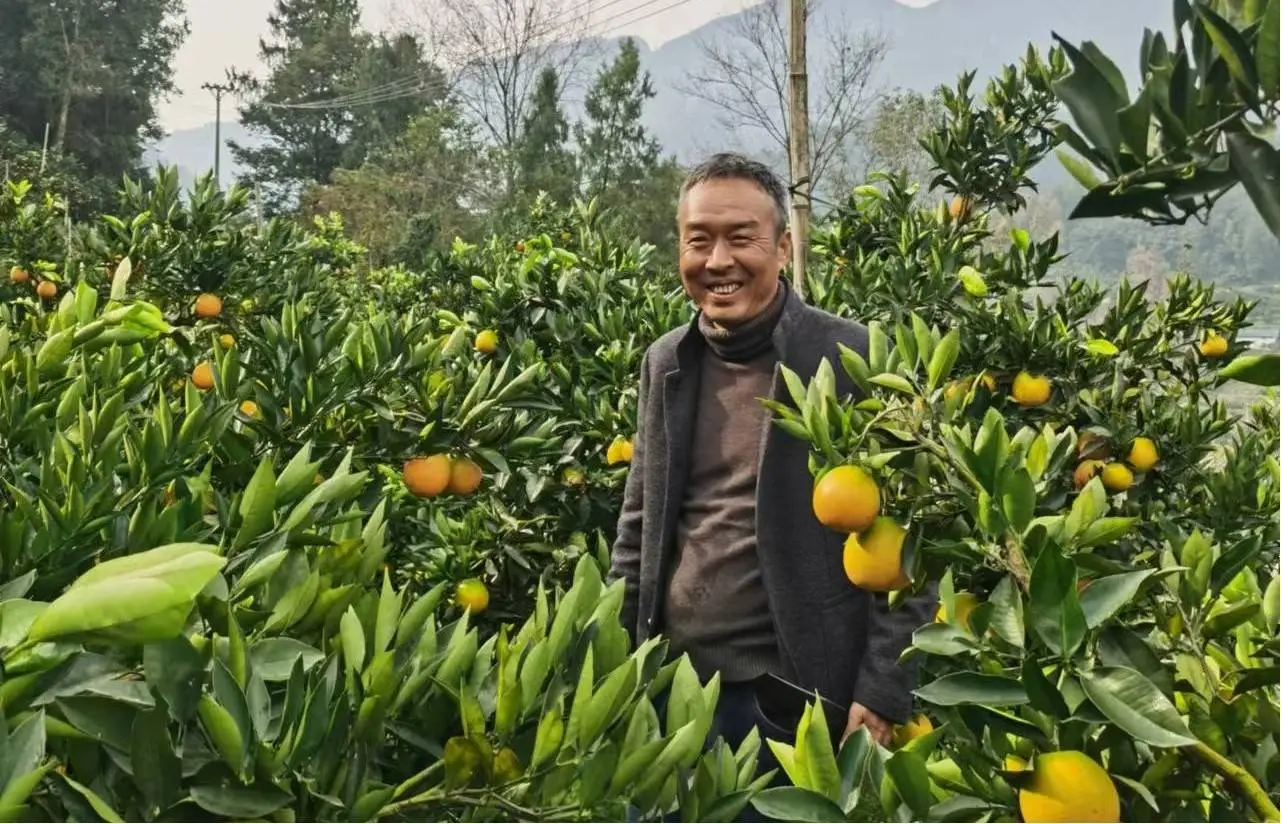 致富经脐橙种植_种植脐橙赚钱吗_致富种植脐橙图片