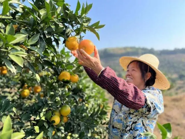 种植脐橙收益怎么样_致富种植脐橙视频_致富经脐橙种植