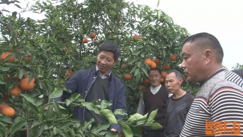 致富经.徐晓兰_致富经.徐晓兰_致富经.徐晓兰