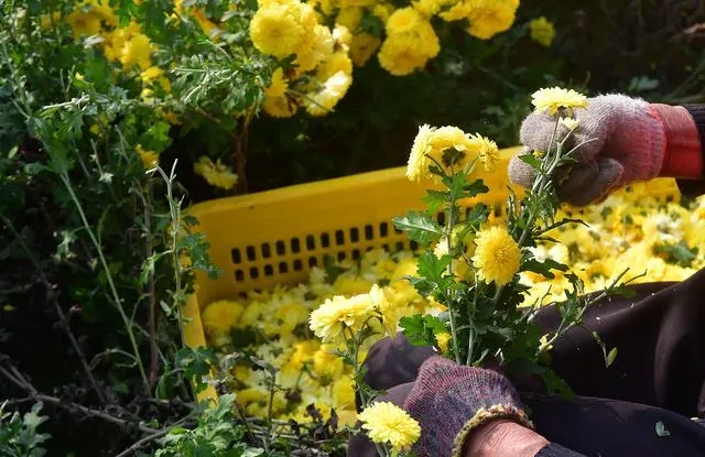 回乡创业种植怀菊花，20000元投资10亩，年收入120万！暴利揭秘！