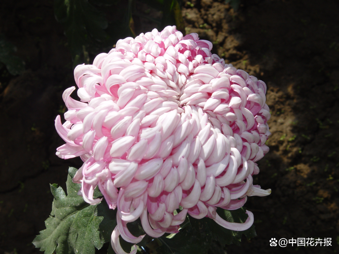 菊花种植前景和利润_菊花种植致富经_致富经菊花种植视频