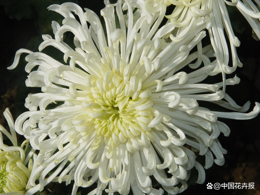 菊花种植致富经_菊花种植前景和利润_致富经菊花种植视频