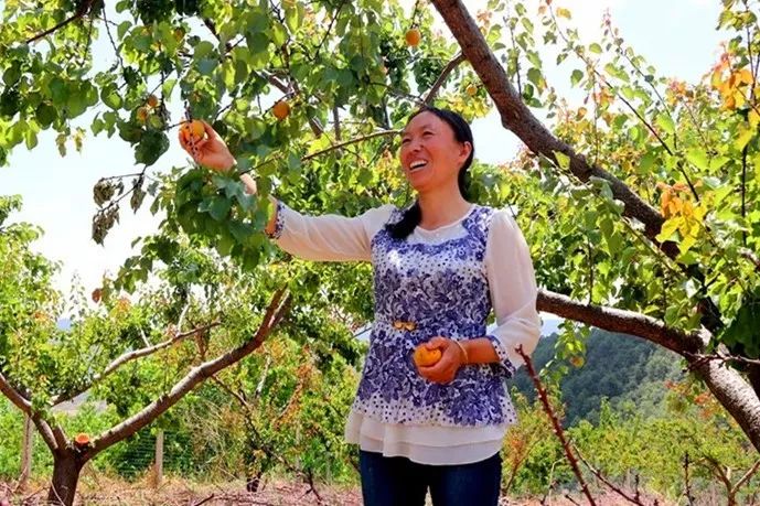 种植什么树致富快_种树致富经_致富经种树的创业项目