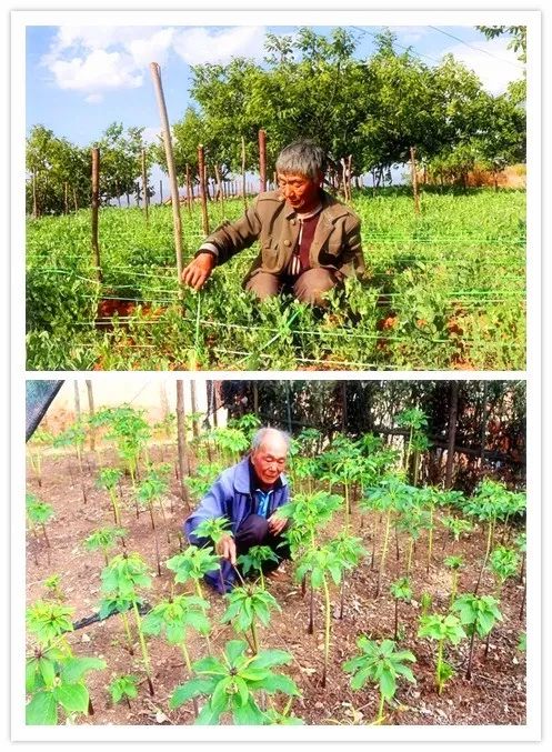 种植什么树致富快_种树致富经_致富经种树的创业项目