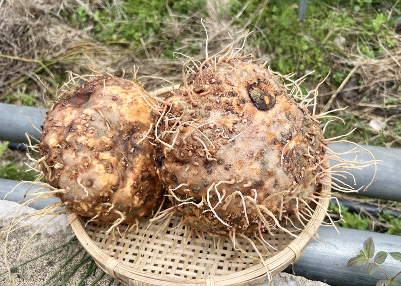 科学种植致富视频_农村种植致富好项目视频_种植致富新项目