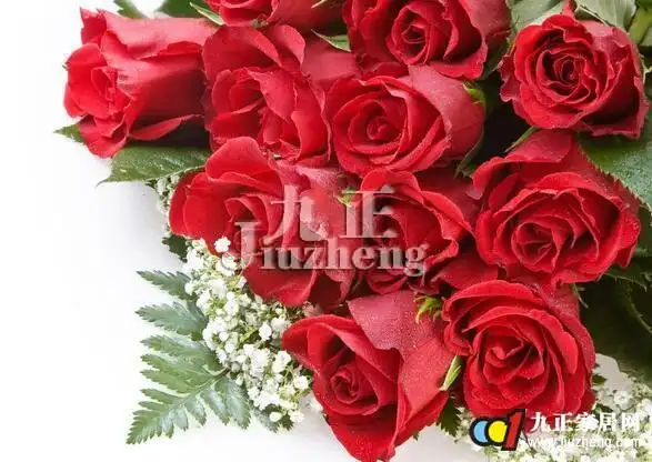 玫瑰花怎么养 玫瑰花的养殖方法