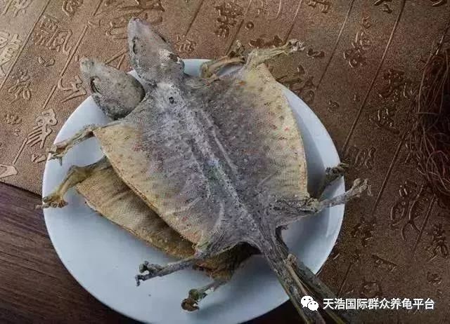 石金钱种龟养殖技术_石金钱龟养法_养石金钱龟合法吗