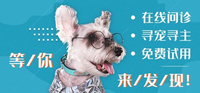 圆润可爱的柯尔鸭，在饲养上有哪些注意事项？