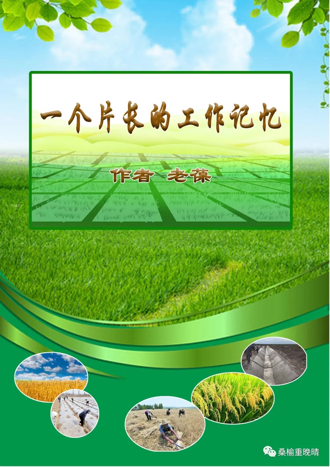 薄膜种植花生致富_花生覆膜种植_花生致富薄膜种植方法