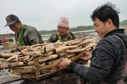 致富种植农村东西的句子_农村种植致富新项目_农村种植致富的东西