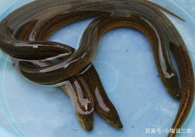养殖黄鳝的技术_养殖黄鳝的前景怎么样_黄鳝养殖技术揭秘