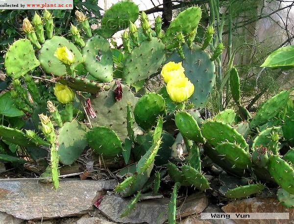 仙人掌Opuntia stricta (Haw.) Haw. var. dillenii (Ker-Gawl.) Benson