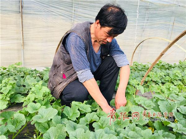 青岛这个村仅靠种瓜年收入2000万，村民城里全款买房