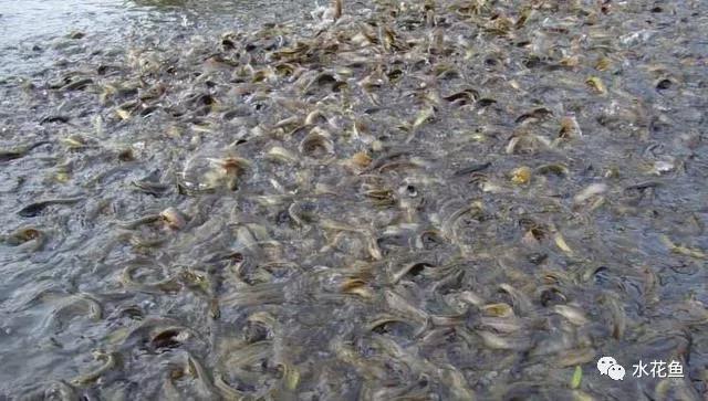 养殖泥鳅成熟技术有哪些_养殖泥鳅的技术_泥鳅养殖技术成熟吗