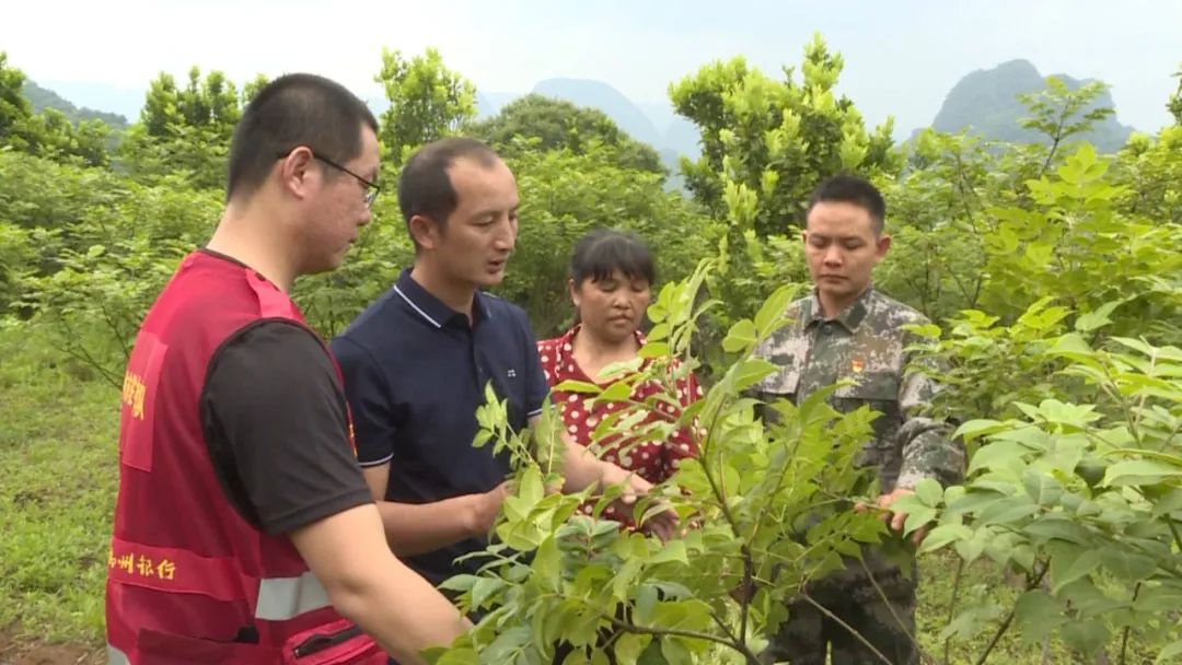 致富种植农村青蒿视频_种青蒿能挣钱吗_农村种植青蒿致富