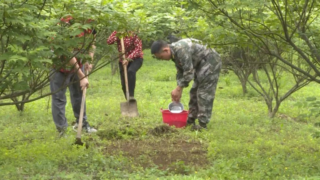 致富种植农村青蒿视频_种青蒿能挣钱吗_农村种植青蒿致富