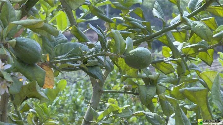 致富果树种植农村有补贴吗_农村种植果树致富经_果树种植致富经