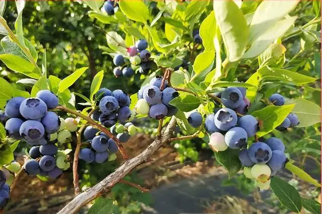 蓝莓的养殖与管理技术_蓝莓养殖视频_蓝莓养植