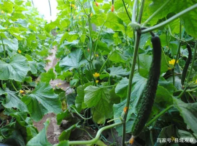 村支书大棚种植黄瓜，成功后带动全村人发展黄瓜种植走上致富路