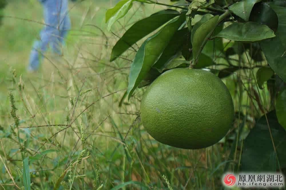 孝感应城：推进产业扶贫 自强励志脱贫典型感人至深