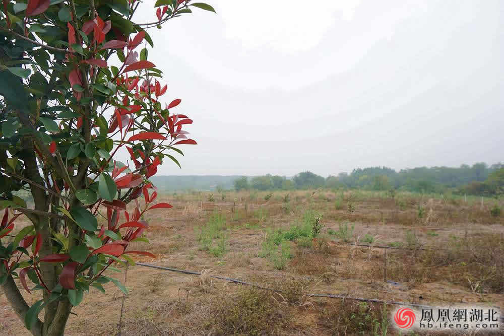 孝感应城：推进产业扶贫 自强励志脱贫典型感人至深