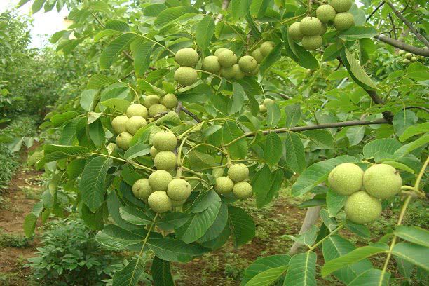 核桃种植收益怎么样_种植核桃致富_致富核桃种植视频