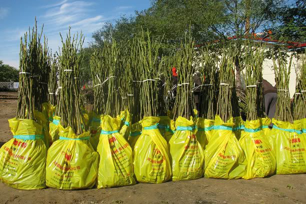 种植核桃致富_致富核桃种植视频_核桃种植收益怎么样