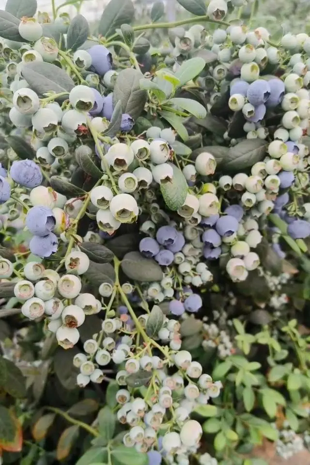 大棚种植蓝莓苗：早结果、产量高、易管理的优势