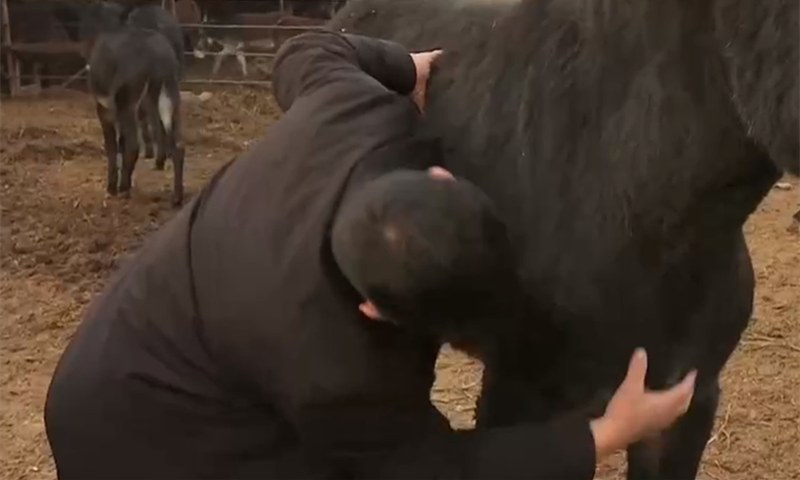 视频致富牛肉养殖播放大全_致富经牛肉养殖视频播放_致富经肉牛养殖场的视频