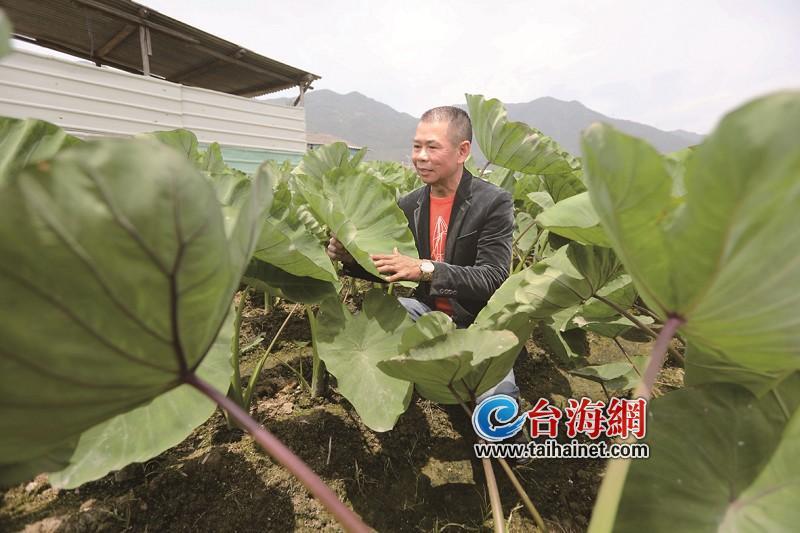 厦门灌口有一位带领全村致富的农民劳模