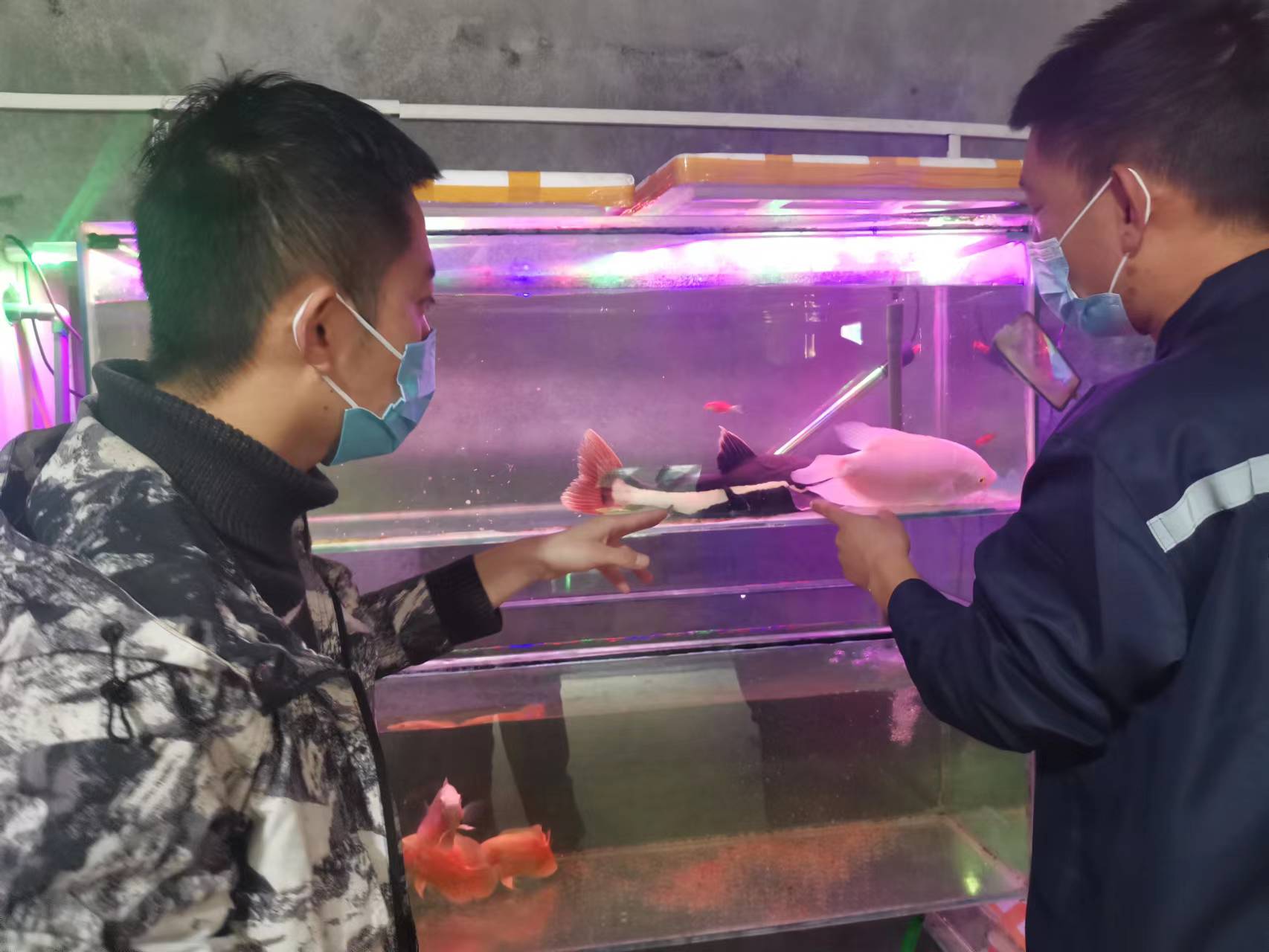 东营养殖锦鲤致富新闻事件_上海锦鲤养殖_锦鲤池塘养殖