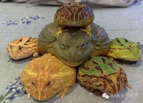 种蛙的养殖技术_蛙的养殖周期_蛙养殖种技术有哪些