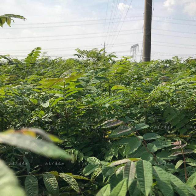 种植大棚带领村民致富_大棚种植致富事迹_致富经大棚种植的农作物